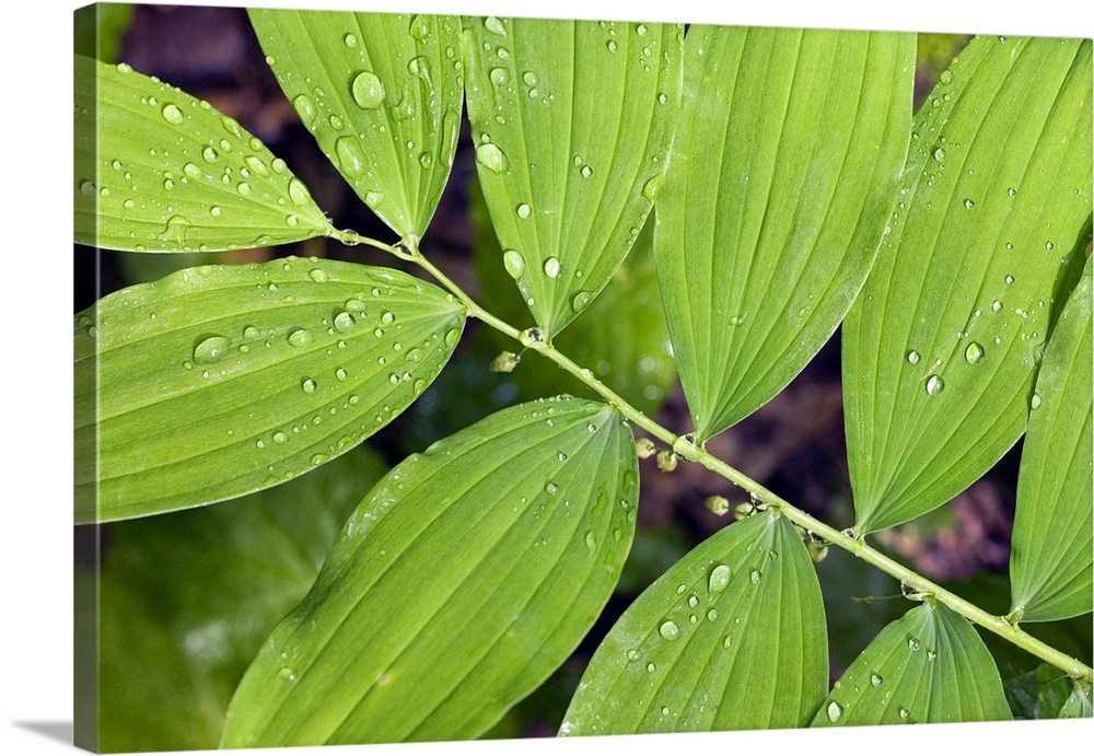 Water droplets on smooth solomon's seal leaves (Polygonatum biflorum), close up, Tennessee