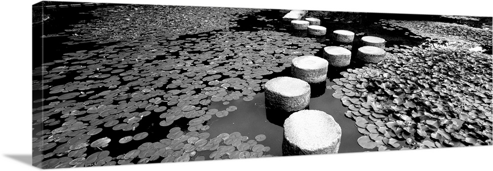 Water Lilies In A Pond, Helan Shrine, Kyoto, Japan