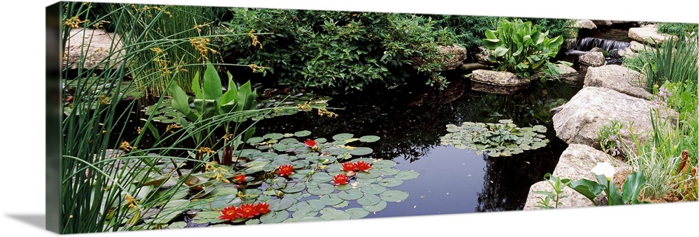 Water lilies in a pond, Sunken Garden, Olbrich Botanical Gardens, Madison, Wisconsin