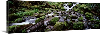 Waterfall in a forest, Quinault Rainforest, Olympic National Park, Washington State