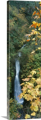 Waterfall in a forest Shepperds Dell falls Columbia River Gorge Multnomah County Oregon