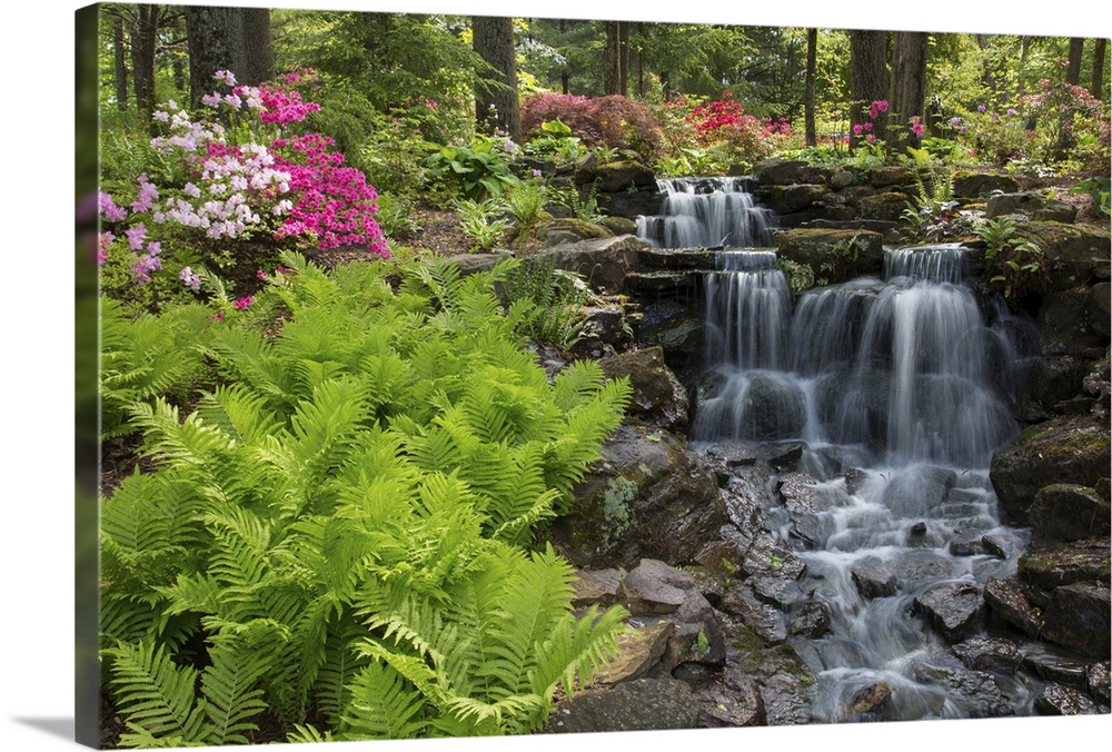 Waterfall with ferns and azaleas at Azalea Path Arboretum And Botanical