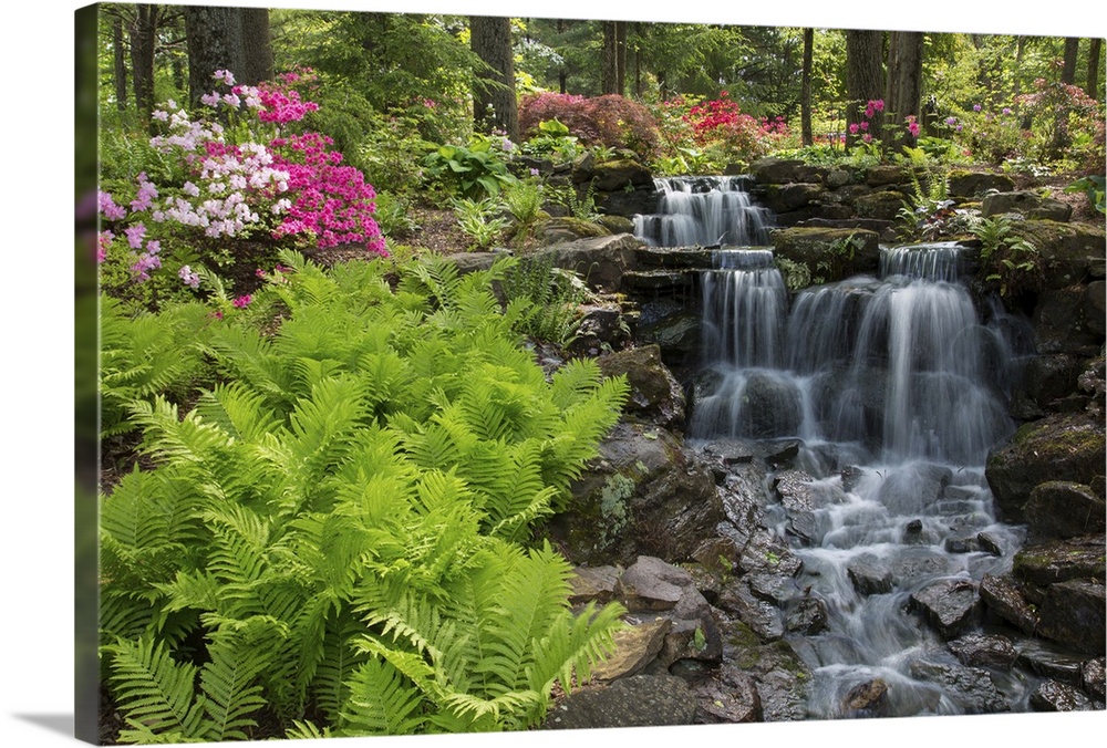 Waterfall with ferns and azaleas at Azalea Path Arboretum And Botanical Gardens, Hazleton, Gibson County, Indiana, USA.