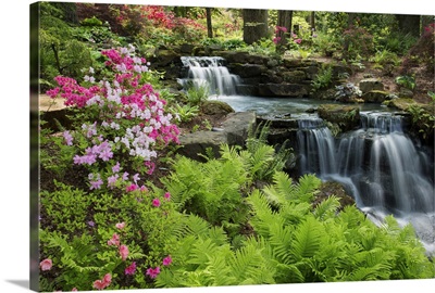 Waterfall with ferns and azaleas at Azalea Path Arboretum And Botanical Gardens