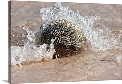 Waves crashing on a piece of coral, Culebra Island, Puerto Rico