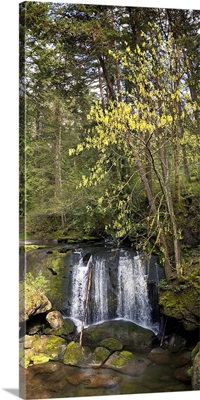 Whatcom Falls Park, Bellingham, Whatcom County, Washington State