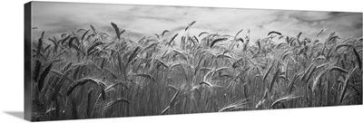 Wheat crop growing in a field, Palouse Country, Washington State