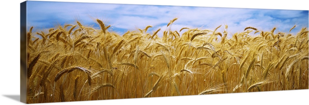 Big, panoramic, close up photograph of a golden wheat field beneath a blue sky in Palouse Country, Washington.