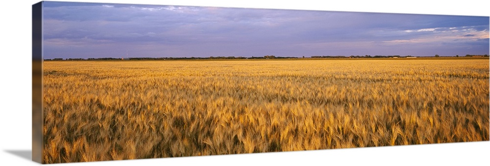 A vast wheat field is photographed in an elongated view under a cloudy sky.
