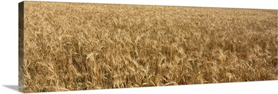 Wheat crop in a field, Otter Tail County, Minnesota