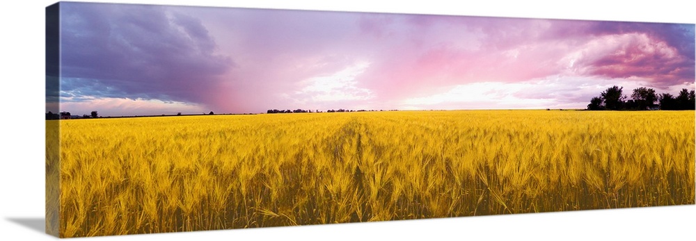 Wheat crop in a field, Saint-Blaise-sur-Richelieu, Quebec, Canada