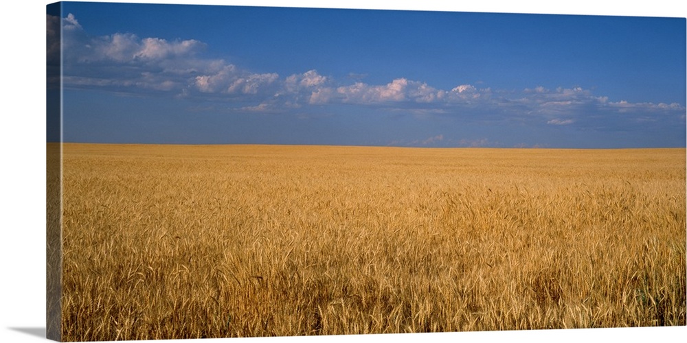 Wheat crop in a field, Wellington, Larimer County, Colorado