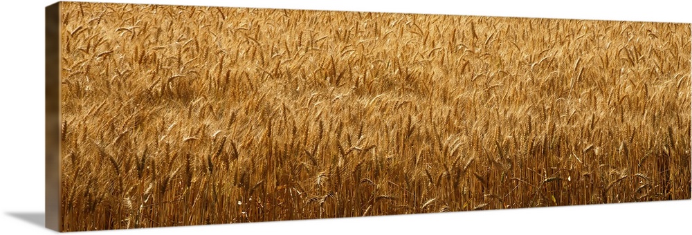 Wheat crop in a field, Whitman County, Washington State,