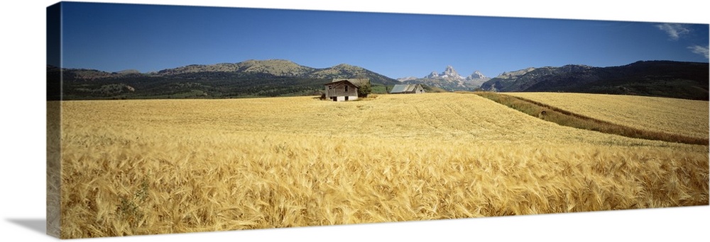 Wheat crop in a field with mountain range in the background, Grand Teton, Grand Teton National Park, Wyoming