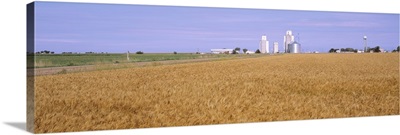 Wheat Field KS