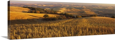 Wheat field on a landscape, Palouse Region, Whitman County, Washington State