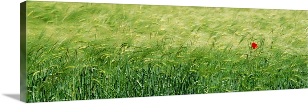Panoramic photograph of grassy meadow with one flower blowing in the wind.