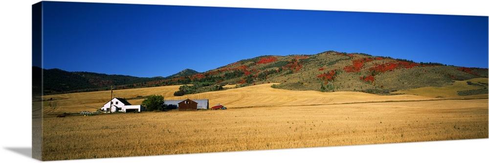 Wheat ranch with farmhouse and dwarf mountain maple, Idaho