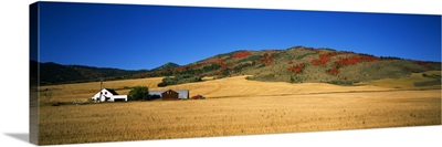Wheat ranch with farmhouse and dwarf mountain maple, Idaho