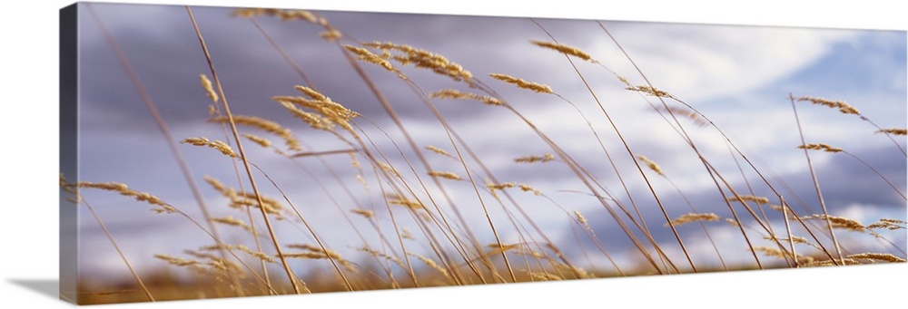 Wheat stalks blowing