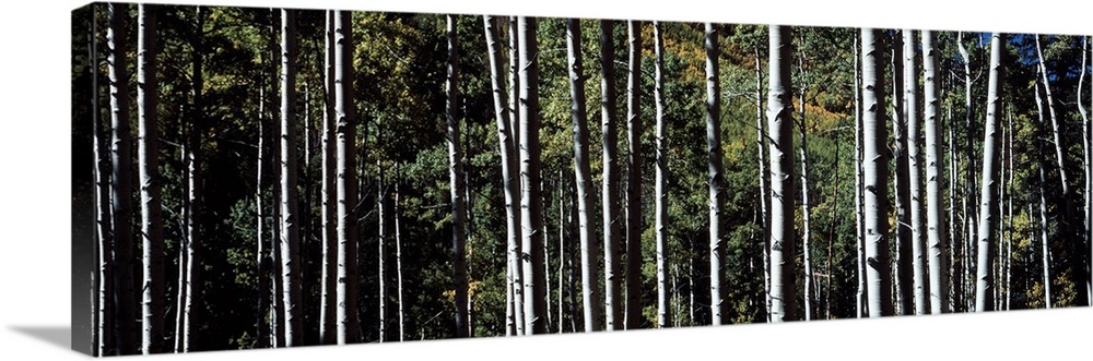 Panoramic photo on canvas of the up close view of tree trunks in a forest.