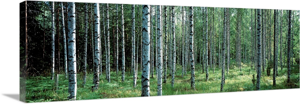 Panoramic photo of thin white barked trees in a forest of over growth.