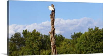 White crane on a dead tree, Boynton Beach, Florida