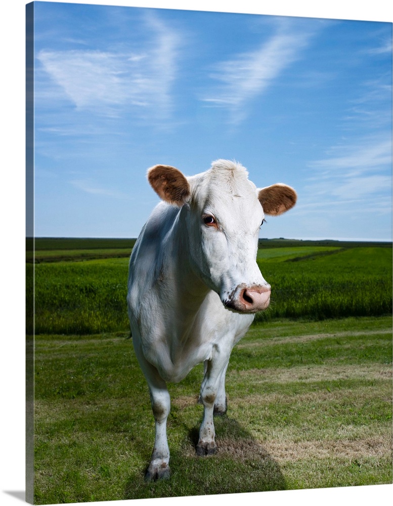 White dairy cow, iceland.