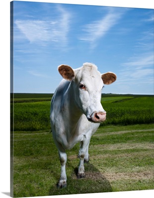 White Dairy Cow, Iceland