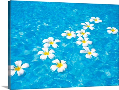 White jasmine flowers floating on water