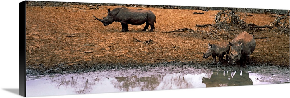 White rhinoceros family at waterhole, Mkuze Game Reserve, South Africa