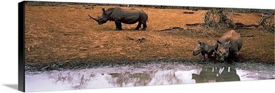 White rhinoceros family at waterhole, Mkuze Game Reserve, South Africa