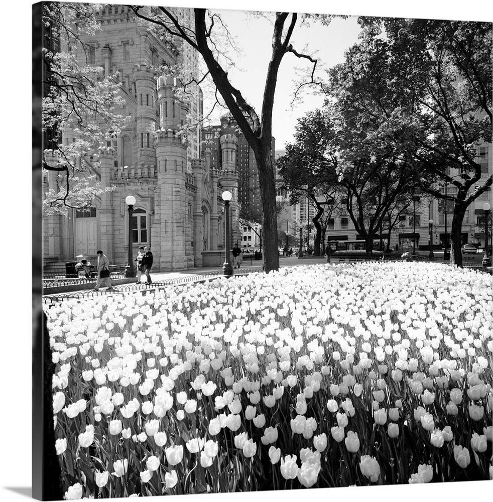White tulips near a water tower, Chicago Water Tower, Michigan Avenue ...