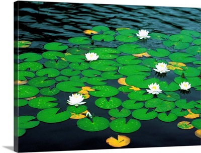 Floating water lily flower and lily pads, Nymphaea species.; Longwood  Gardens, Pennsylvania. Wall Art, Canvas Prints, Framed Prints, Wall Peels