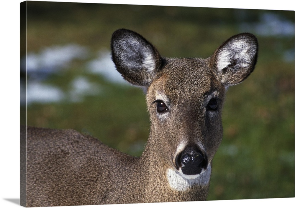 A photograph is taken straight on of a doe.