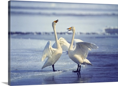 Whooper swans on the beach