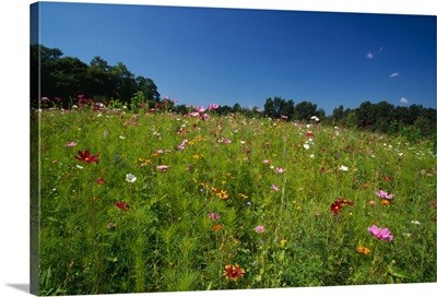 Wide angle view of field of wildflowers blooming, New York