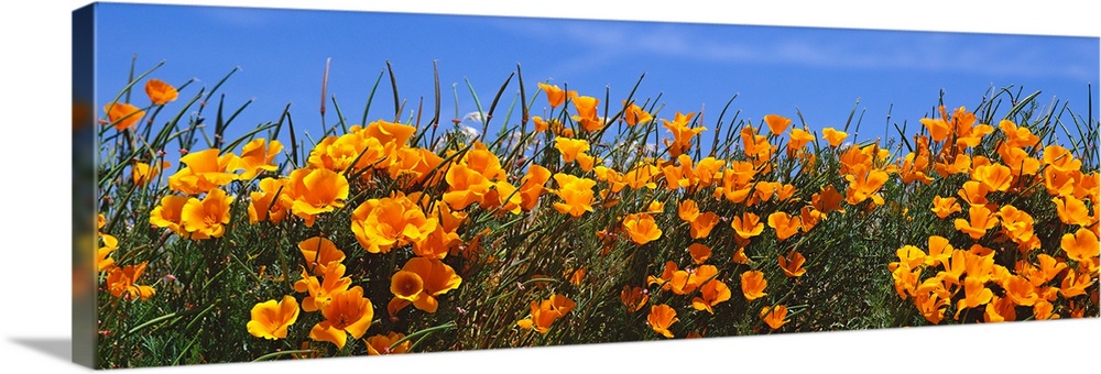 Panoramic photograph of bright blooming wildflowers at the Antelope Valley California Poppy Reserve.