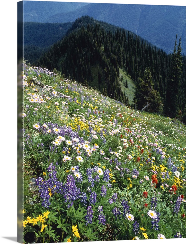 Wild Flowers, British Columbia, Canada