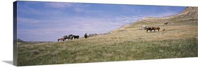 Wild horses in a grassy field, Badlands, Theodore Roosevelt National Park, North Dakota
