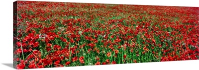 Wild Poppies Growing In A Field, South Downs, Sussex, England