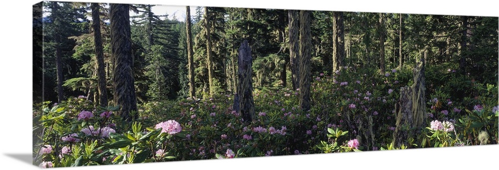 Wild Rhododendrons Mount Hood National Forest OR