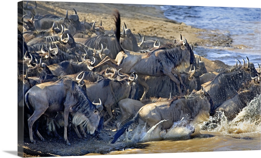 Wildebeest Crossing Mara River