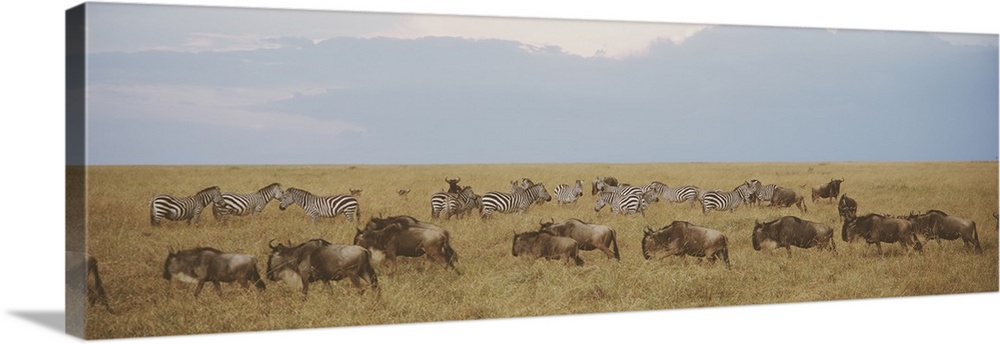 Panoramic photograph of meadow filled with animals.