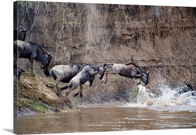 Wildebeests crossing a river, Mara River, Masai Mara National Reserve, Kenya