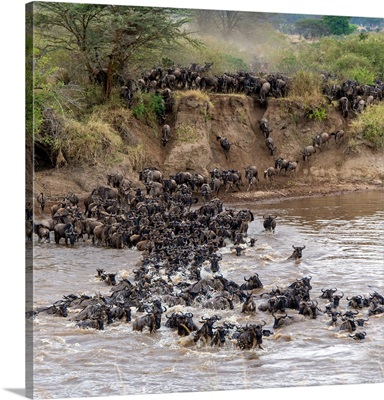 Wildebeests crossing Mara River, Serengeti National Park, Tanzania