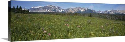 Wildflower Meadow Rocky Mountains MT