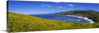 Wildflowers at the coast, Marin Headlands, California