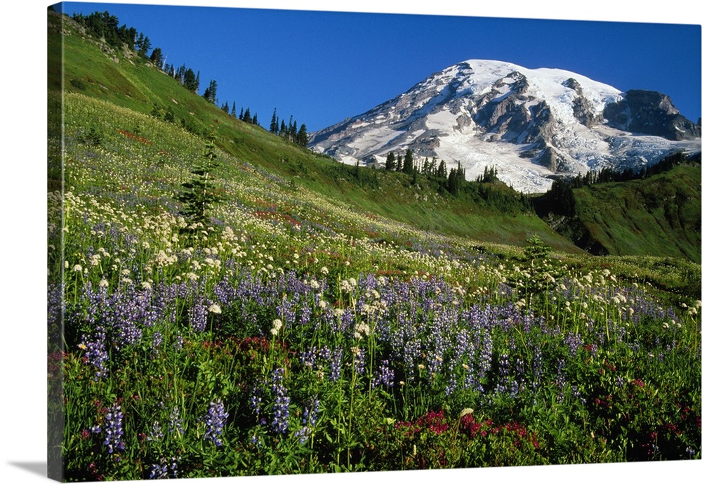 The mountain peak rises over the edge of a grassy meadow lined with conifer trees and full of flowers in this landscape ph...