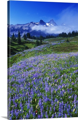 Wildflowers blooming in meadow, distant Tattoosh Mountain range in fog, Mount Rainier National Park, Washington